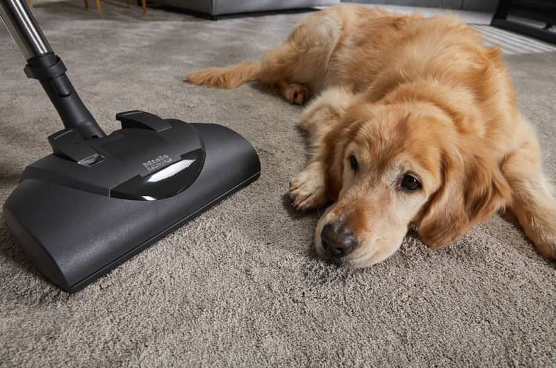 Miele-Classic-C1-Cat-And-Dog-PowerLine-Lotus-White-Canister-Vacuum-10639470-Carpet-And-Dog.jpg